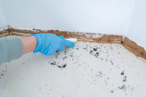 Best Best Pest Control Companies  in Watseka, IL